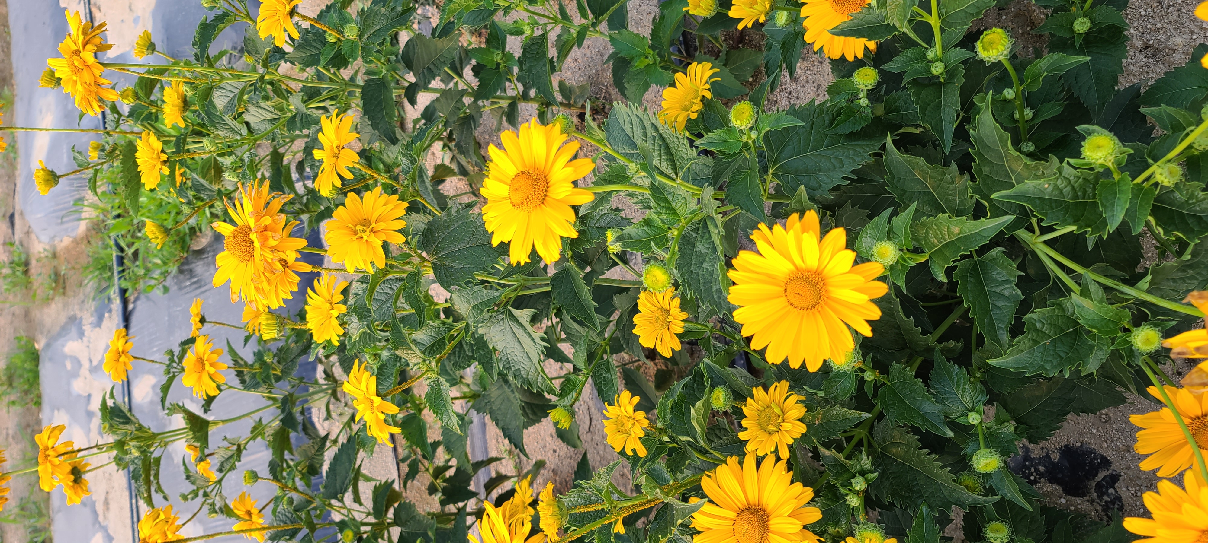 Heliopsis helianthoides var. scabra 'Venus'
